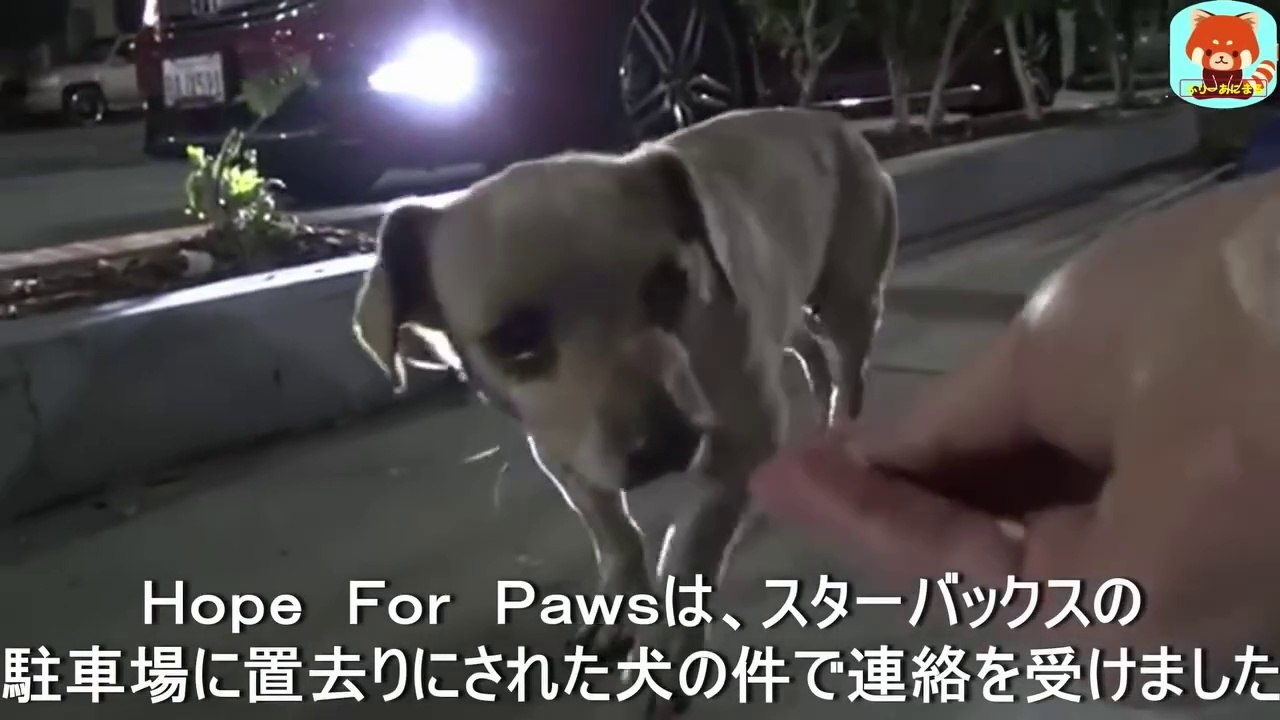 スターバックスの駐車場に、置き去りにされ捨てらた犬。食べ物を探しているところを発見され、従業員さんから保護団体へ通報がありました。A dog that had been abandoned in a Starbucks parking lot was found searching for food and was reported to a rescue group by a Starbucks employee.