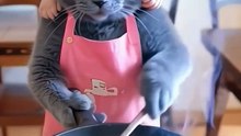 Cutie animals