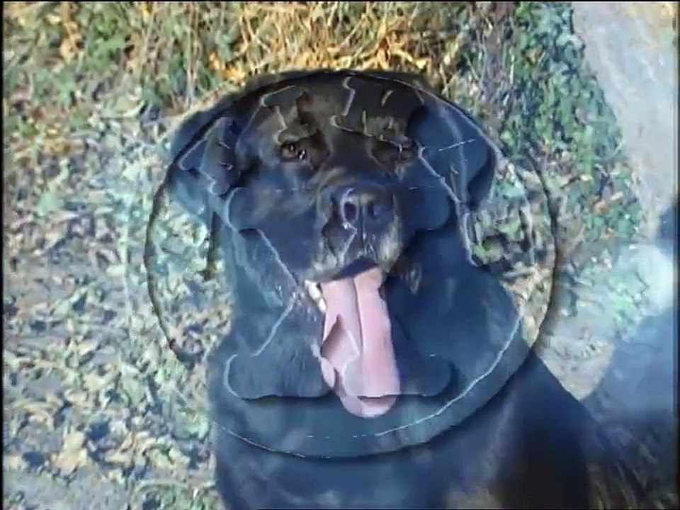 Animal x- O pé grande russo, cachorros hipnóticos,tilacinios(dublado)