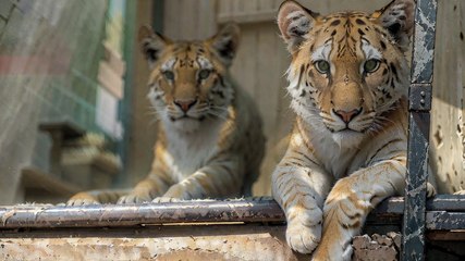 franceinfo junior. Quelles sont les causes des menaces sur les animaux sauvages ?