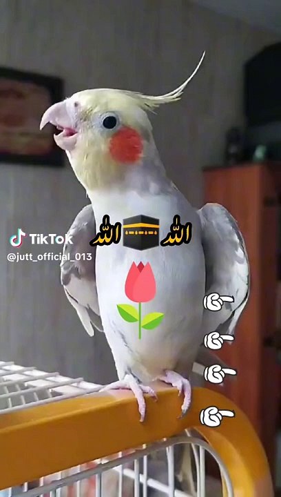 This is speaking Allah Allah