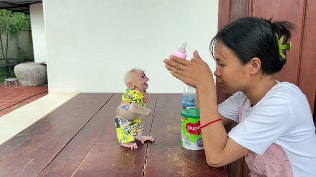 Meet the Most Trending Pet on the Internet: The Adorable Baby Monkey