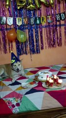 Doga birthday 