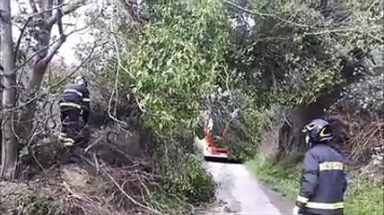 Vigili del fuoco rimuovono albero pericolante