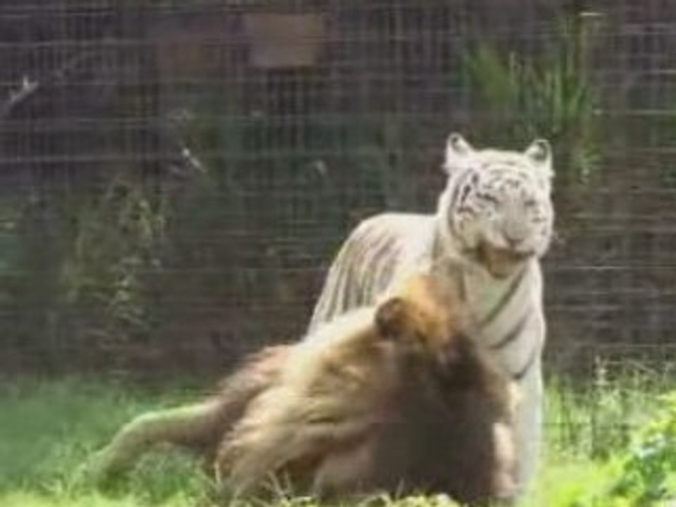 Tigre vs Lion