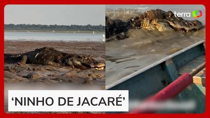 Pescador atravessa lago repleto de jacarés durante seca no Amazonas