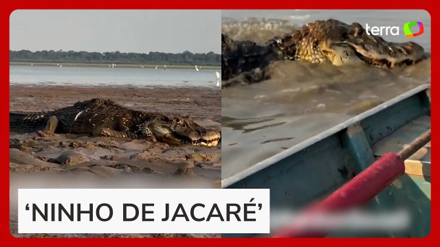 Pescador atravessa lago repleto de jacarés durante seca no Amazonas