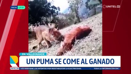 Video: Captan a un puma llevando el cuerpo de un ternero, sucedió en Moro Moro