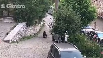 L'orsa Giacomina all'ora di cena a Pescasseroli