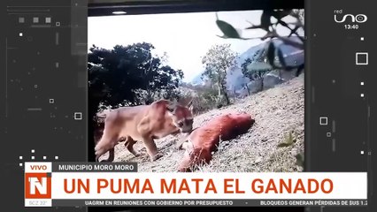 Puma mata y se come el ganado en Moro Moro