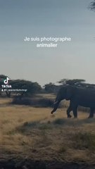 À ton avis, est-ce que ça vaut le coup de voir autre chose que les éléphants ?