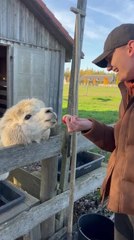 Alpaca Spits on Man