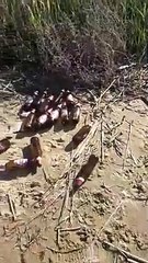I segni della pulizia meccanica a ridosso delle dune