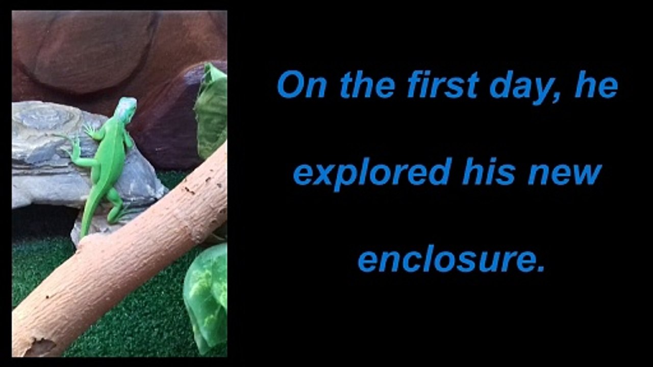 A Green Iguana Rescue