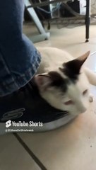 El Gato pernanca llega a la oficina a saludarme y jugar un rato agusto #shorts #animales #mascotas