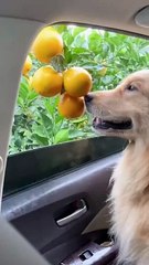 Cute dog give orange to his owner