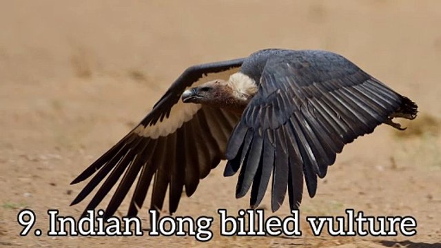 Indian vulture, rare and endangered.