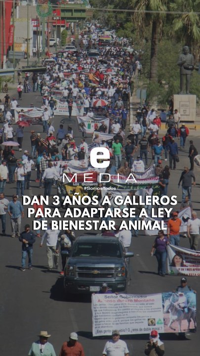 Galleros de Sonora tienen tres años para adaptarse a Ley de Bienestar Animal: Congreso de Sonora