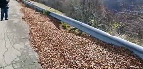 La volpe si mette in posa e sfila per il video