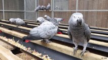 Infamous swearing parrots pull crowds in Britain