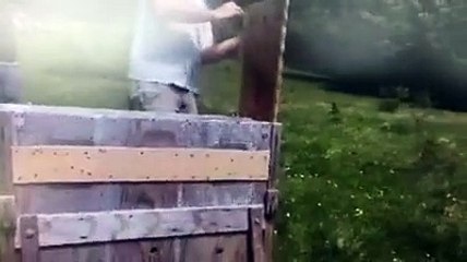 Il lupo prima si fa attendere, ma poi corre verso la libert?