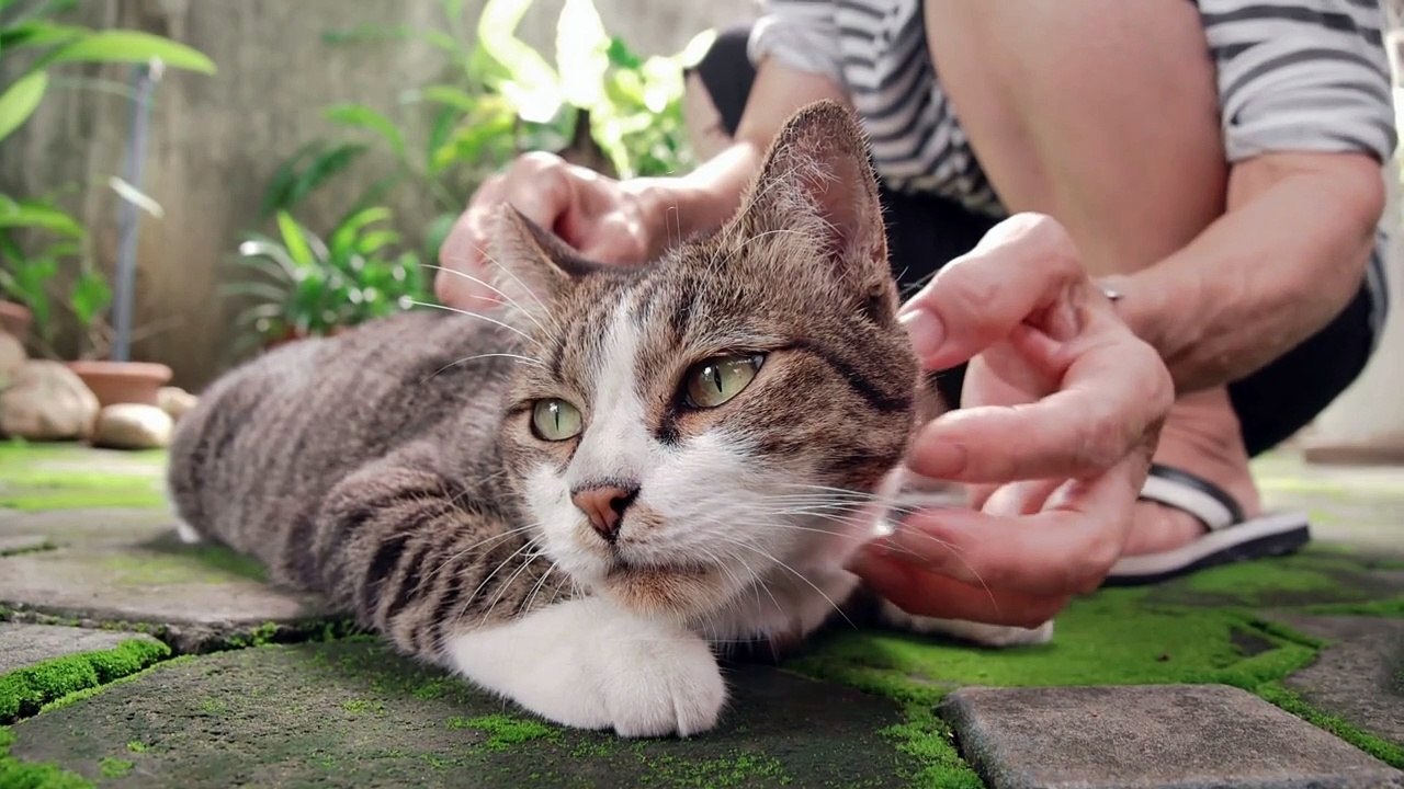 Crucial mistakes to avoid with your cat