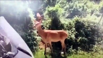 Mamma cerva che allatta e i camosci: il trionfo della natura in Abruzzo