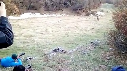 Arriva il cervo, bellezza e stupore nel parco