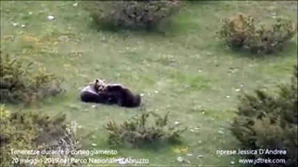 Lo spettacolo degli orsi marsicani "innamorati" nel Parco