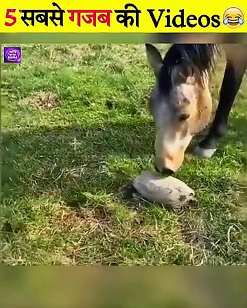 Animal Funny Moments