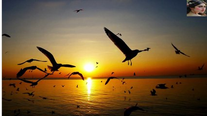 Beautiful words about sunset birds