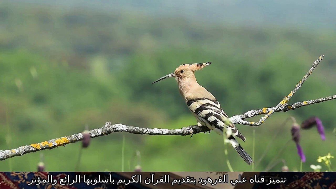 قران كريم بصوت جميل ..يريح القلب ويزيل الهم قنا...