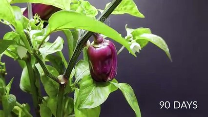 1600_Days_in_8_Minutes_-_TOP_12_PLANT_TIME-LAPSES(360p).mp4