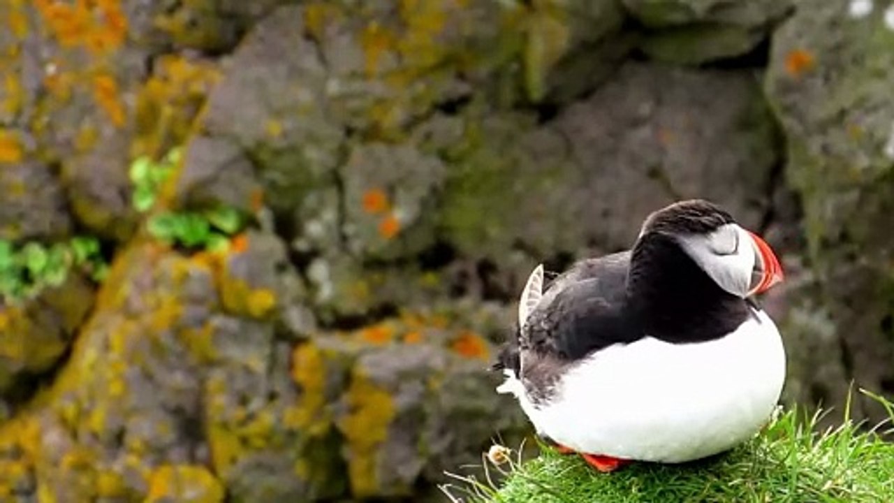 The Puffin: Close Up HD Footage (Fratercula arctica)