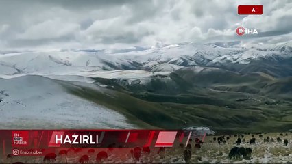 Ağrı’da yaylaya çıkan koyunlar kar altında kaldı