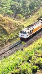 Permisi, Ular Terbesar Numpang Lewat