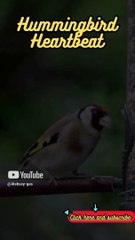 Animal Facts   Hummingbird Heartbeat    #shorts