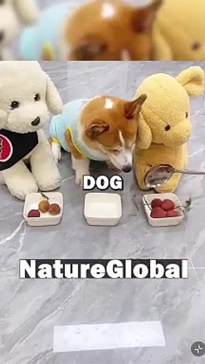 DOG LOVES DAD! #animalstories #pets #cuteanimals #dogs #doglover