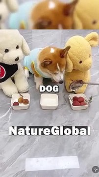 DOG LOVES DAD! #animalstories #pets #cuteanimals #dogs #doglover