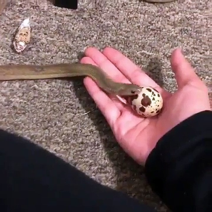 cobra, ovo