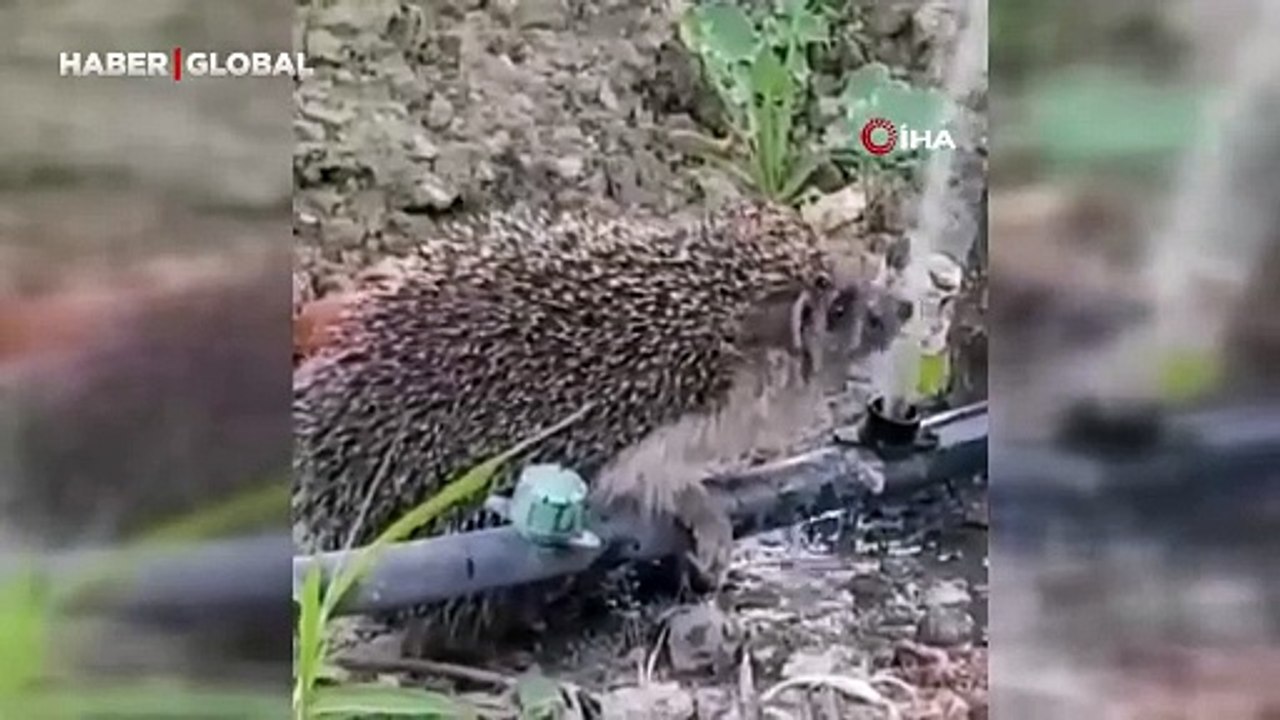 Hortumdan kana kana su içen kirpinin sevimli halleri gülümsetti