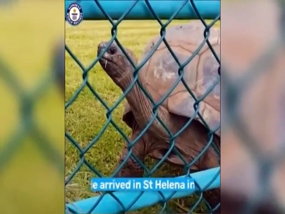 Tortoise