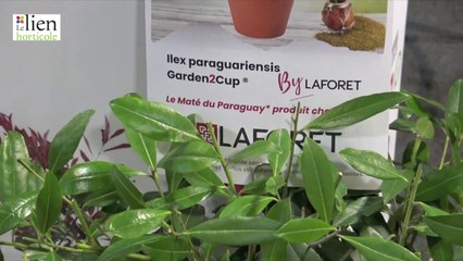 Médaille d’or pour le Maté des pépinières Laforet