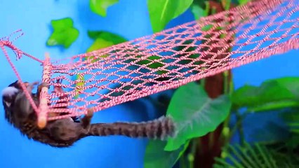 We Build a Zoo for Twins! Funny Rooms for Pets at Home in 24 Hours!