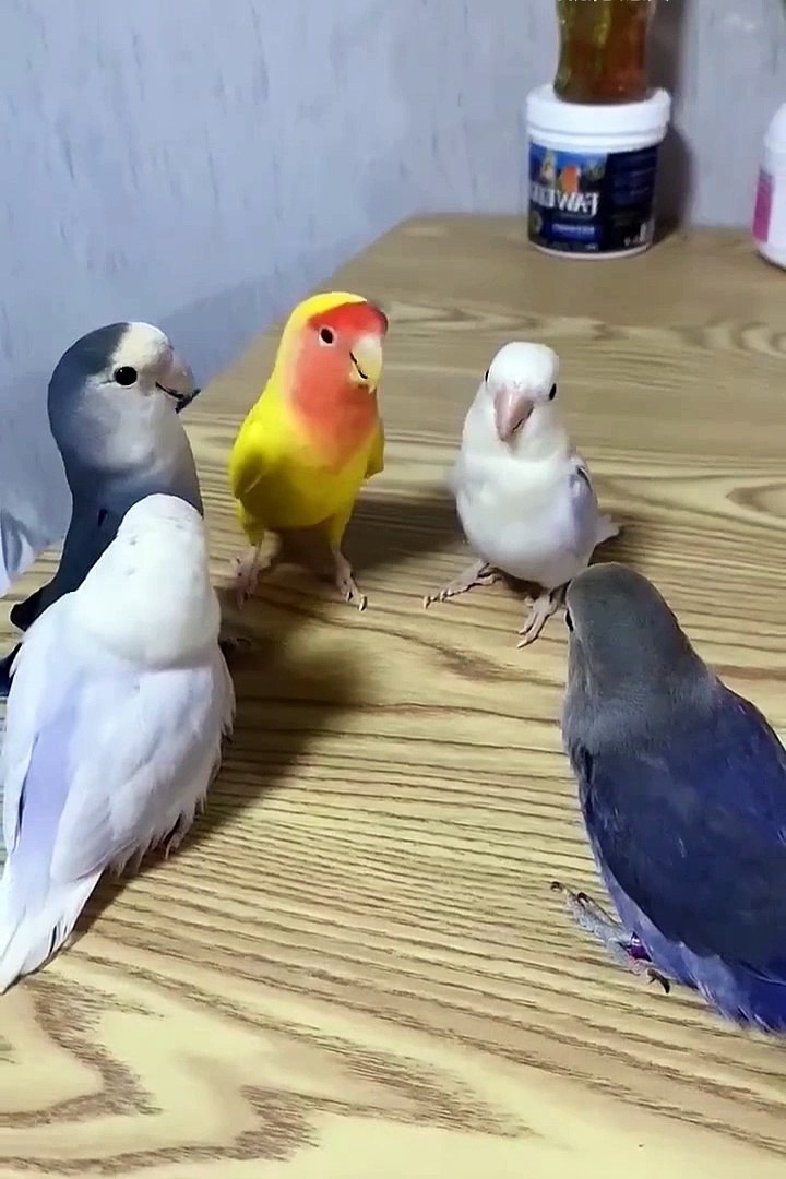 ⁣Funniest pets | cute pets #cute #pets #animals