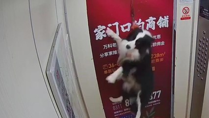 Dog nearly strangled after leash gets caught in lift doors