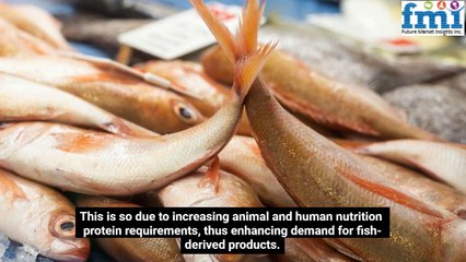 The Vital Role of Fishmeal and Fish Oil in Global Aquaculture | Market Insights 2024