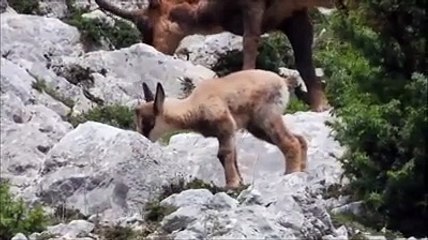 Piccoli camosci nati in Abruzzo, sembrano dei peluche