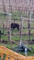 Carica di cinghiali con decine di cuccioli in una vigna