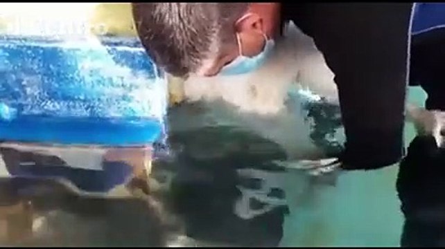 Cane cammina dopo la paralisi, il video commovente di Orso il pastore abruzzese